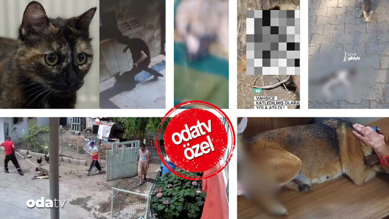 sadece-cezve-degil-kopege-taciz-kediye-tasli-iskence-TQDAC1pv.jpg
